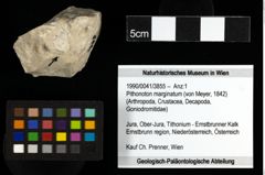 Foto (Objekt + Etiketten) von Pithonoton marginatum (von Meyer, 1842) 